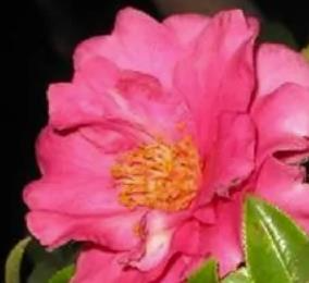 别墅花园设计 别墅花园设计
